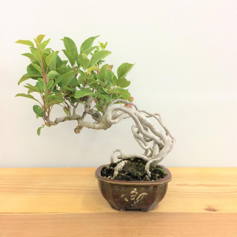 盆栽 根上がり深山カイドウ/盆栽、多肉植物、塊根植物、観葉植物通販