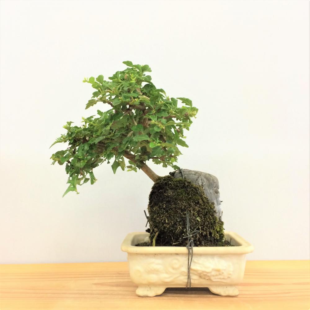 盆栽 匂い楓(ハマクサギ)石付き/盆栽、多肉植物、塊根植物、観葉植物