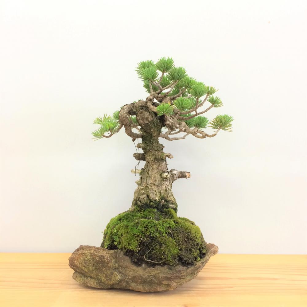 盆栽 五葉松/盆栽、多肉植物、塊根植物、観葉植物通販/KIDORI -キドリ-