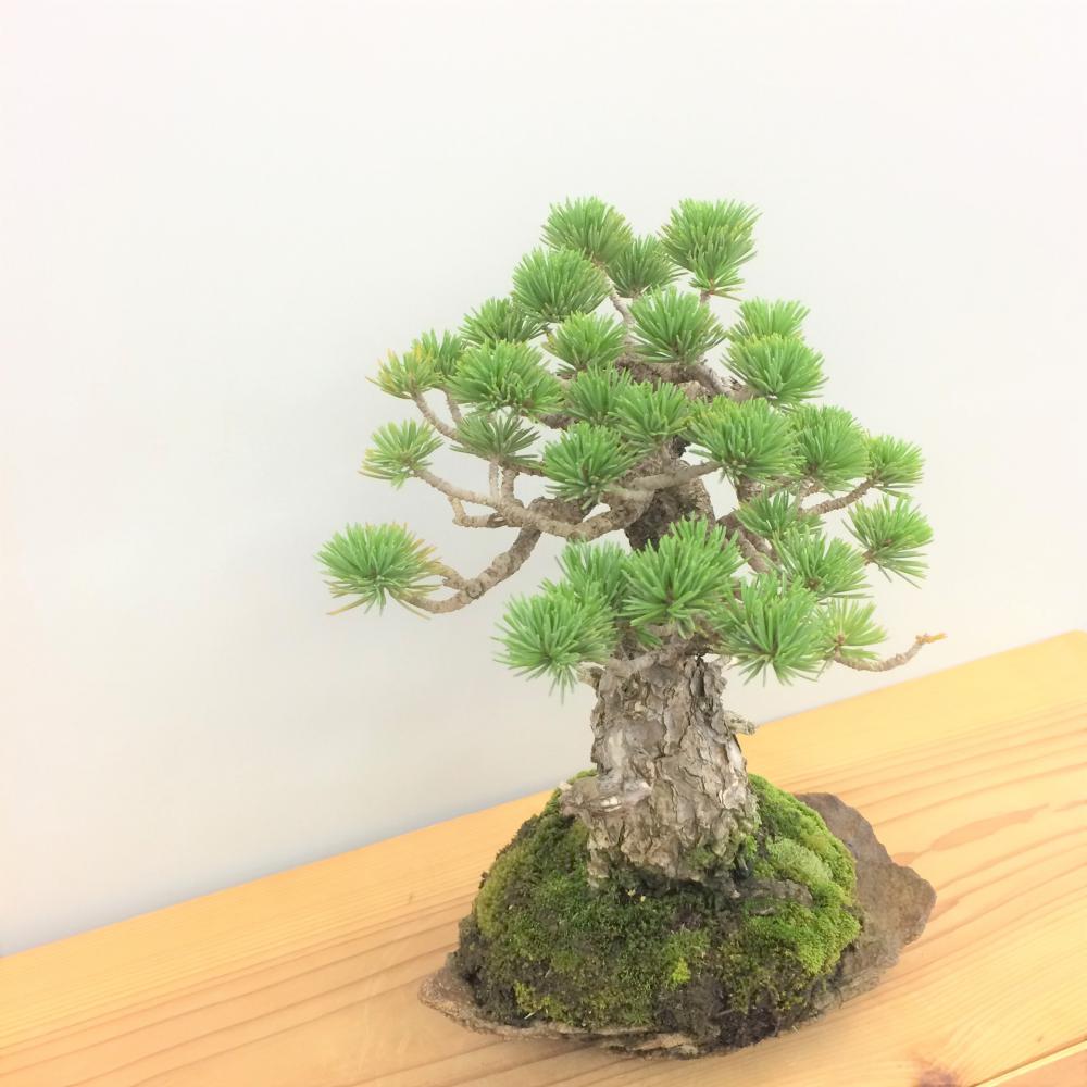 盆栽 五葉松/盆栽、多肉植物、塊根植物、観葉植物通販/KIDORI -キドリ-