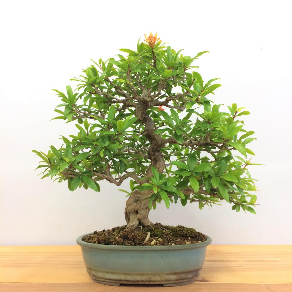 盆栽 ネジカンザクロ/盆栽、多肉植物、塊根植物、観葉植物通販/KIDORI