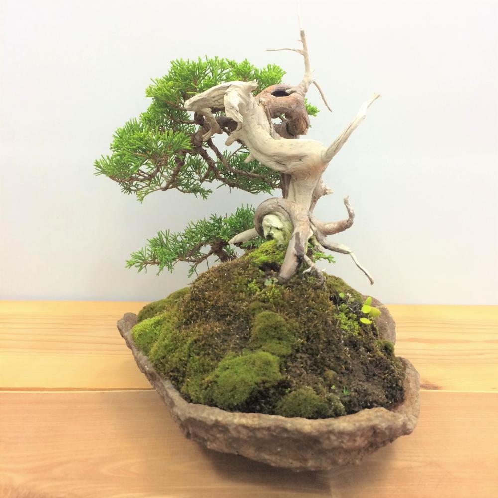 盆栽 真柏/盆栽、多肉植物、塊根植物、観葉植物通販/KIDORI -キドリ-