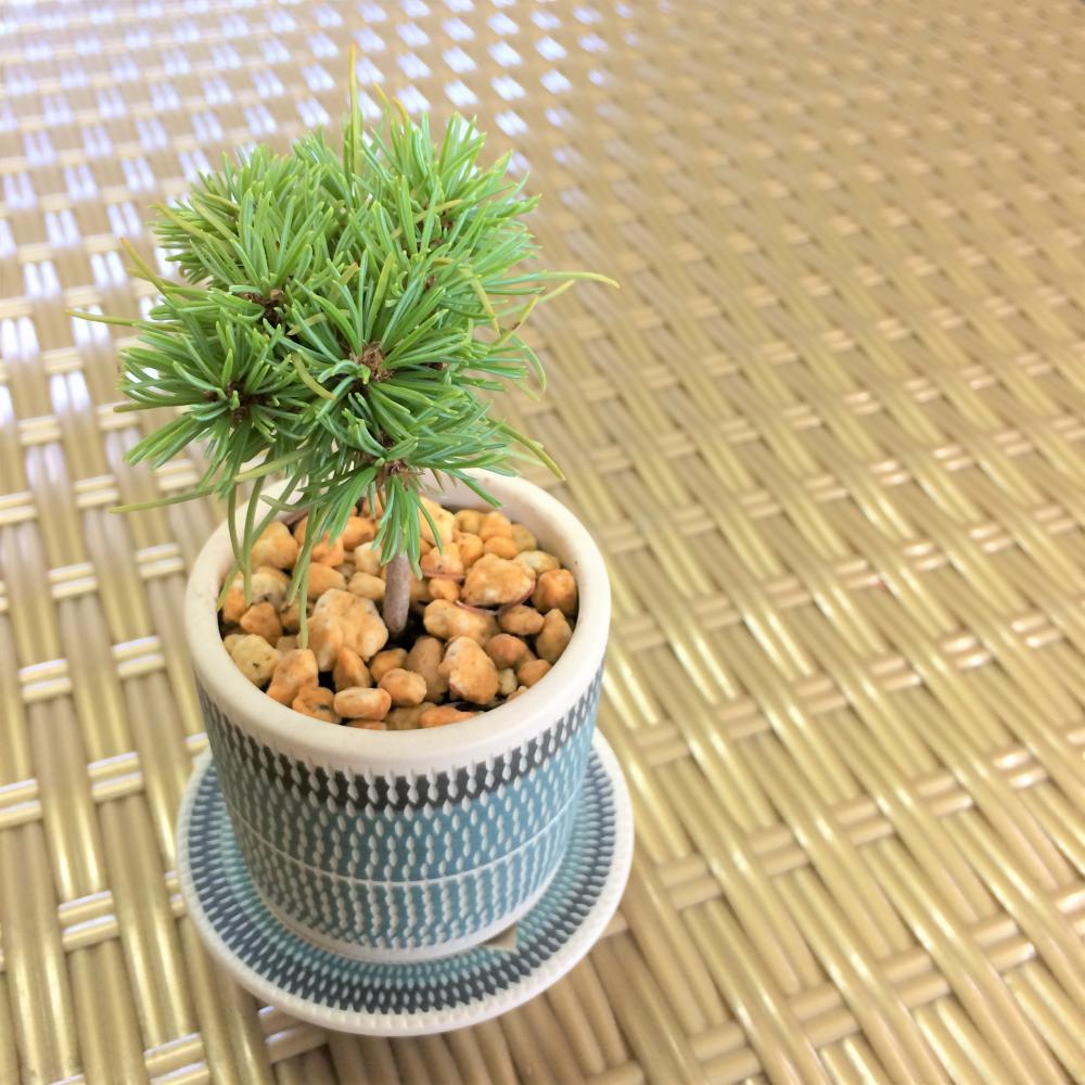 ミニ盆栽 五葉松 実生株/盆栽、多肉植物、塊根植物、観葉植物通販