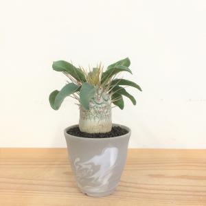 パキポディウム ナマクアナム 光堂/盆栽、多肉植物、塊根植物、観葉