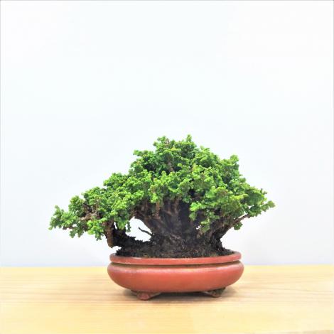 匂い楓・ニオイカエデ/盆栽、多肉植物、塊根植物、観葉植物通販/KIDORI