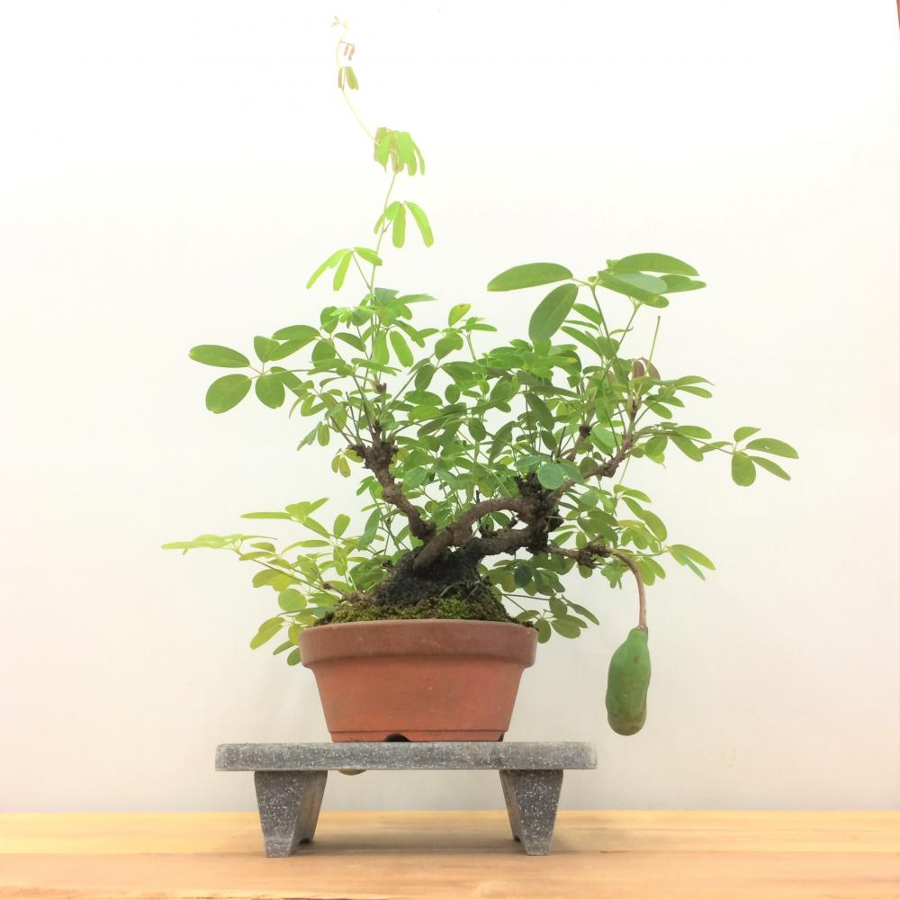 盆栽 五葉アケビ/盆栽、多肉植物、塊根植物、観葉植物通販/KIDORI -キドリ-