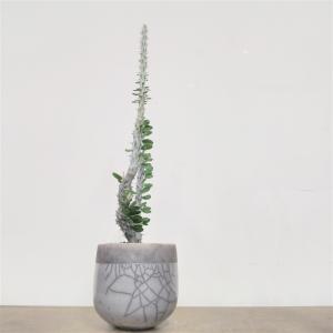 アローディア・プロセラ・綴化/盆栽、多肉植物、塊根植物、観葉植物