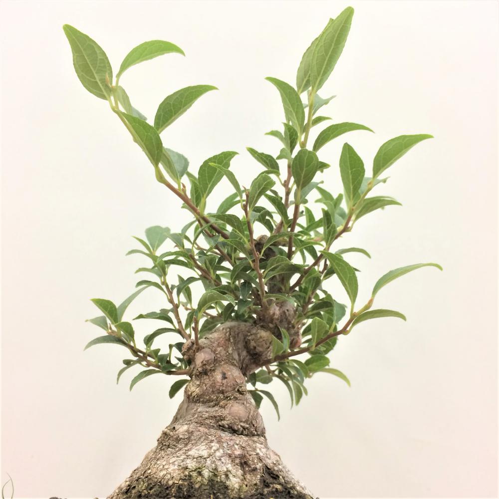 盆栽 八ツ房エゴノキ /盆栽、多肉植物、塊根植物、観葉植物通販/KIDORI
