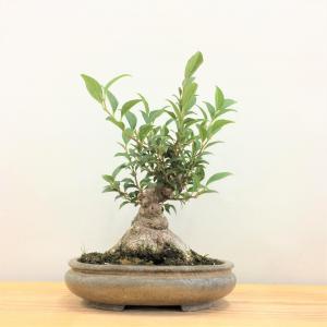 盆栽 八ツ房エゴノキ /盆栽、多肉植物、塊根植物、観葉植物通販/KIDORI