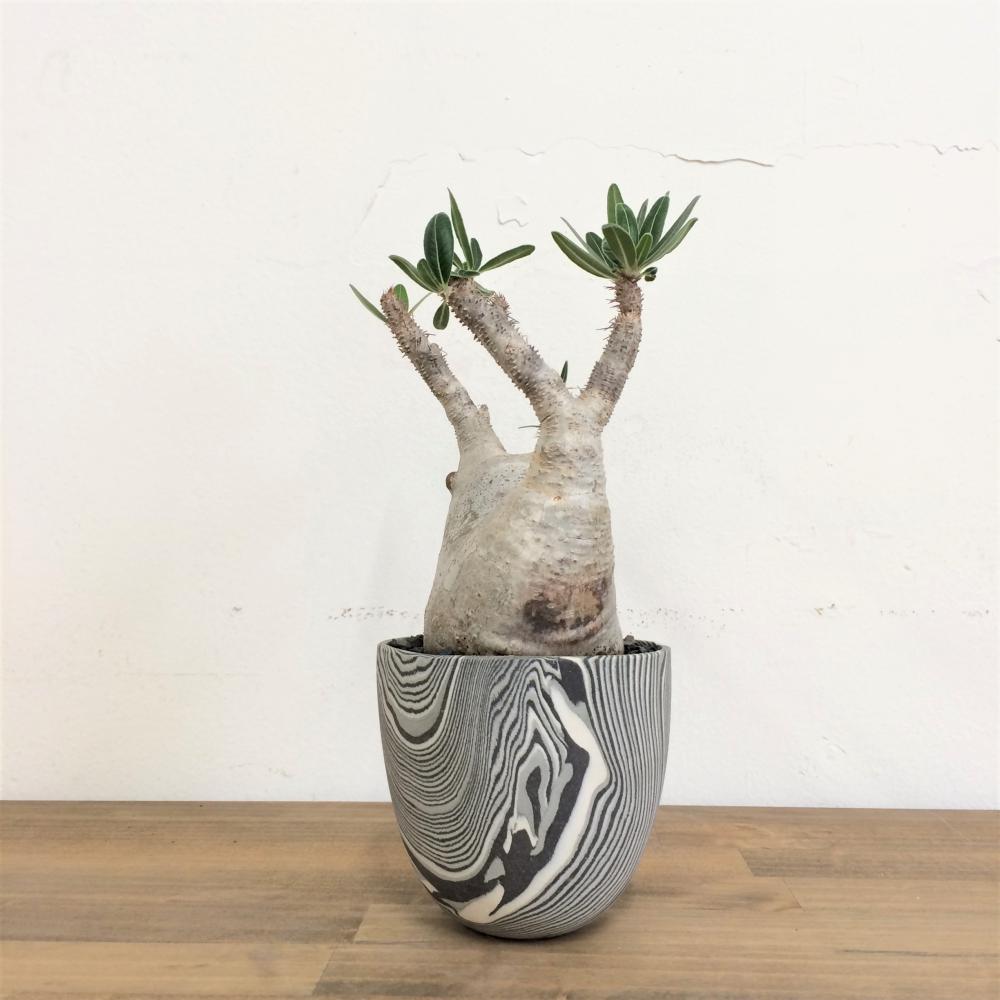 パキポディウム・グラキリス no.2/盆栽、多肉植物、塊根植物、観葉植物