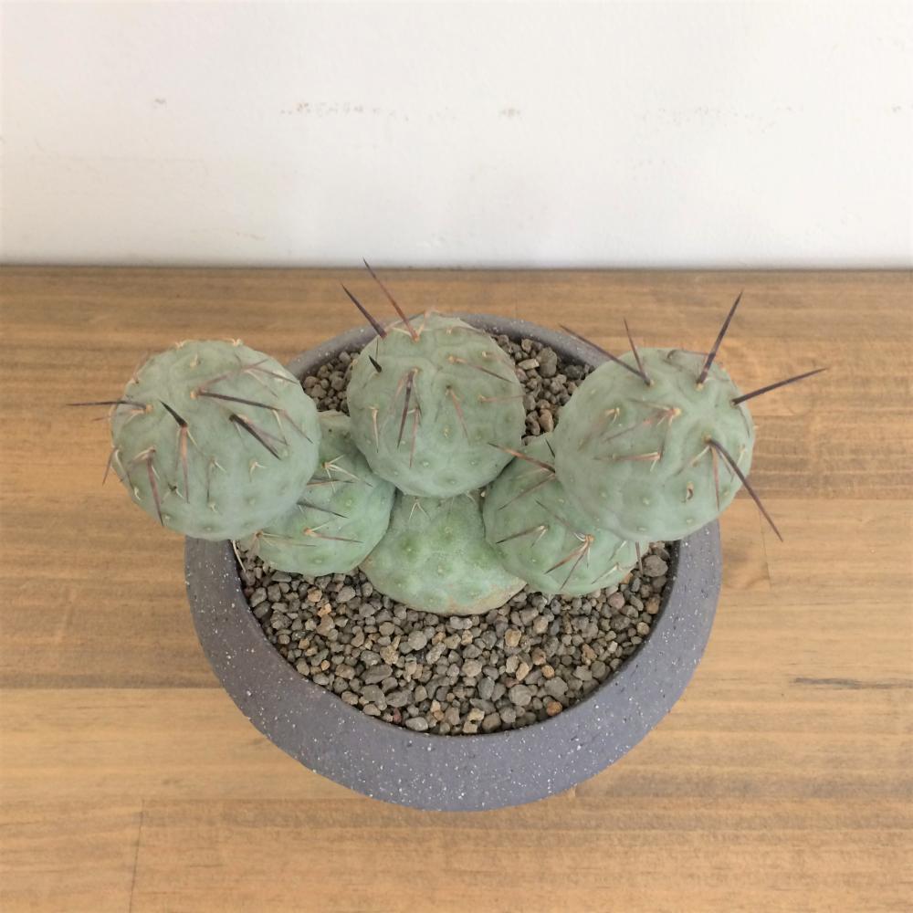テフロカクタス ゲオメトリクス/盆栽、多肉植物、塊根植物、観葉植物