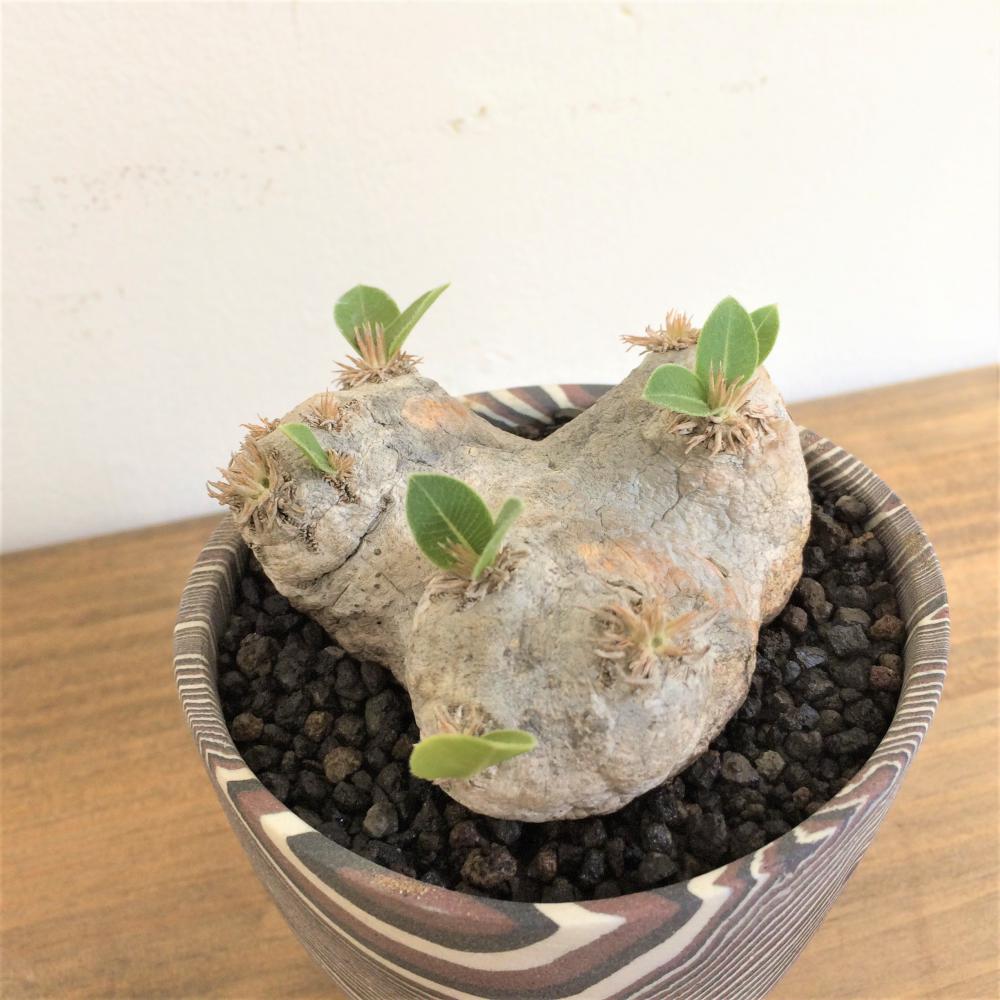 パキポディウム・ブレビカウレ 恵比寿笑/盆栽、多肉植物、塊根植物