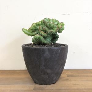 ユーフォルビア ラクティア 綴化/盆栽、多肉植物、塊根植物、観葉植物