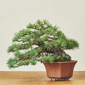 五葉松_1/盆栽、多肉植物、塊根植物、観葉植物通販/KIDORI -キドリ-