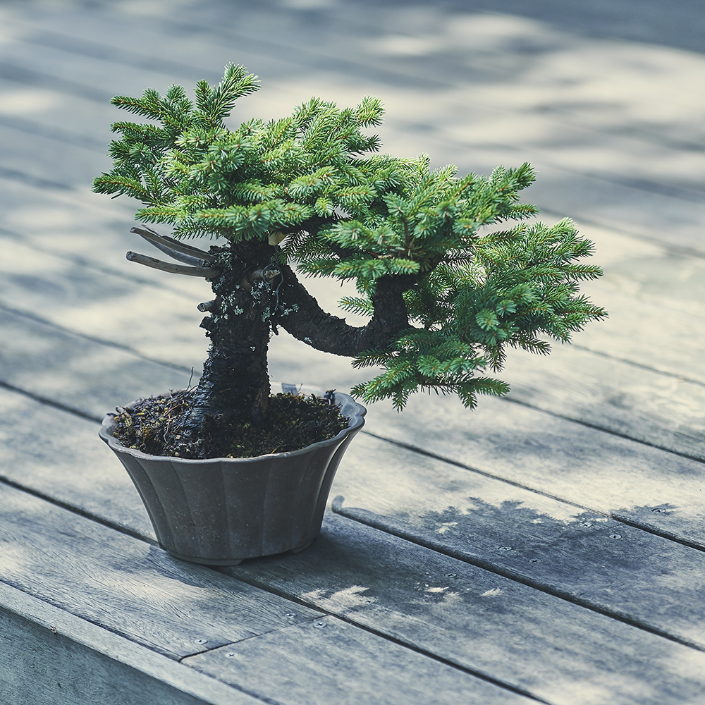 蝦夷松・エゾマツ/盆栽、多肉植物、塊根植物、観葉植物通販/KIDORI