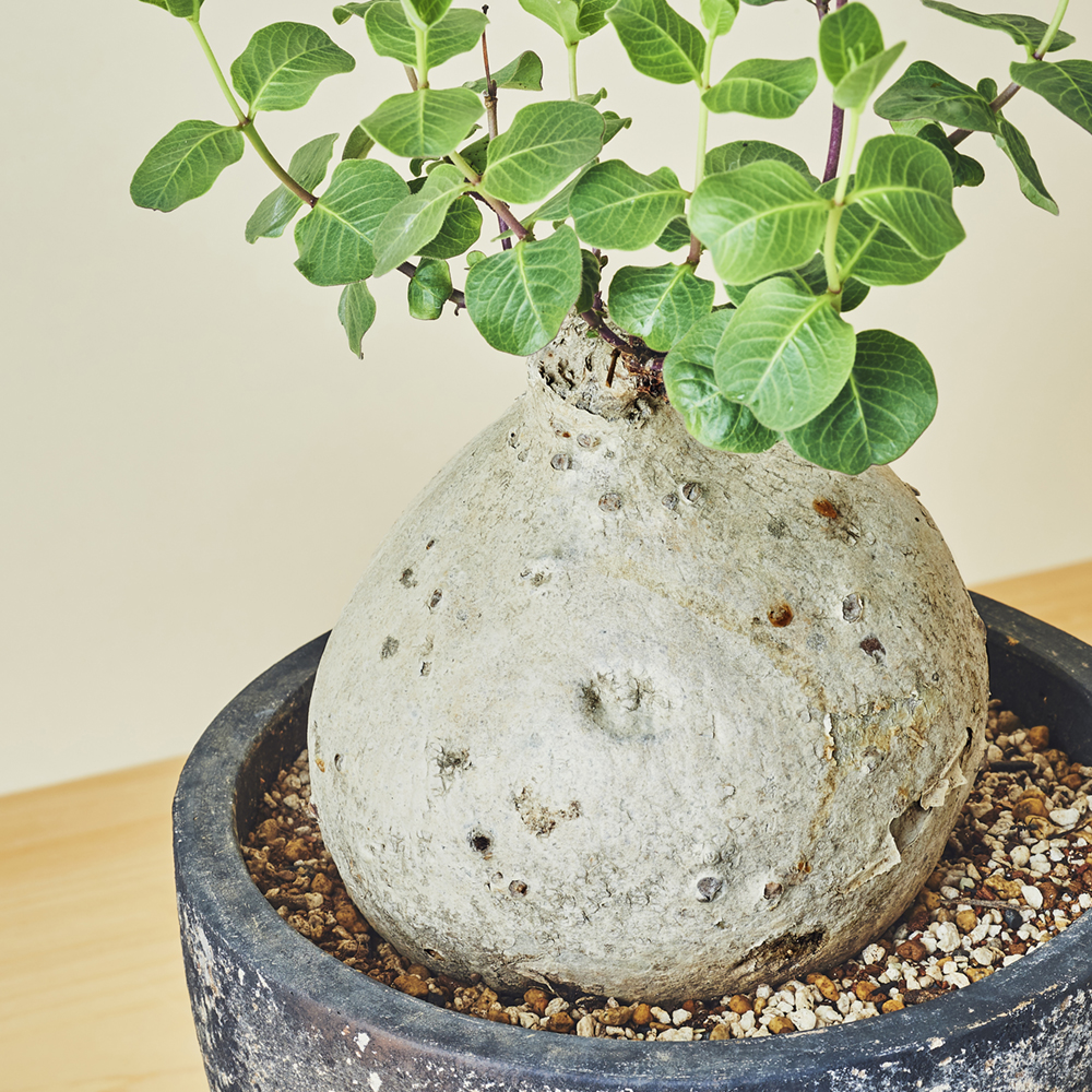 ラフィオナクメ・プロクンベンス/盆栽、多肉植物、塊根植物、観葉植物