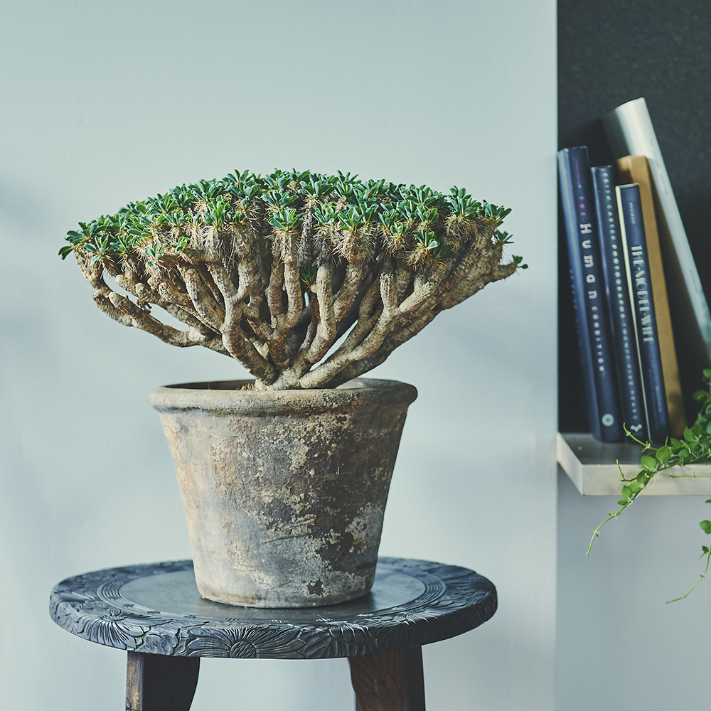 ユーフォルビア ギラウミニアナ/盆栽、多肉植物、塊根植物、観葉植物