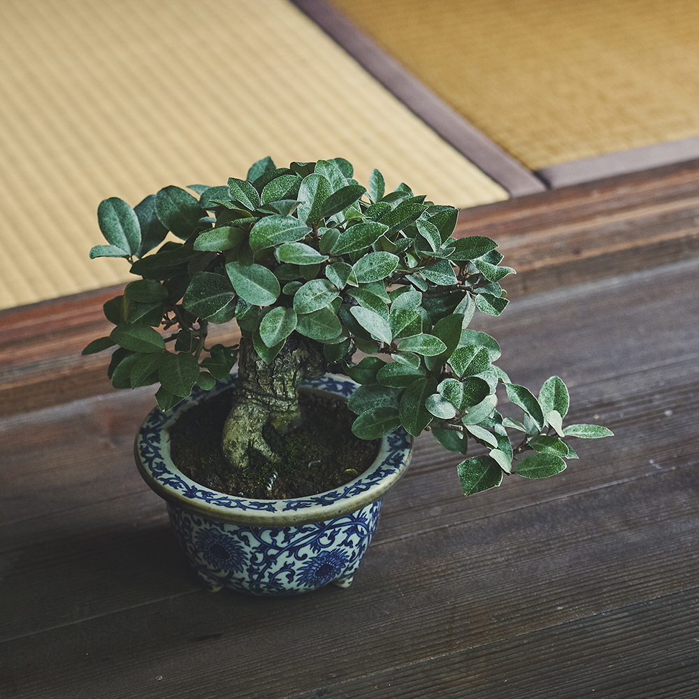 寒グミ/盆栽、多肉植物、塊根植物、観葉植物通販/KIDORI -キドリ-