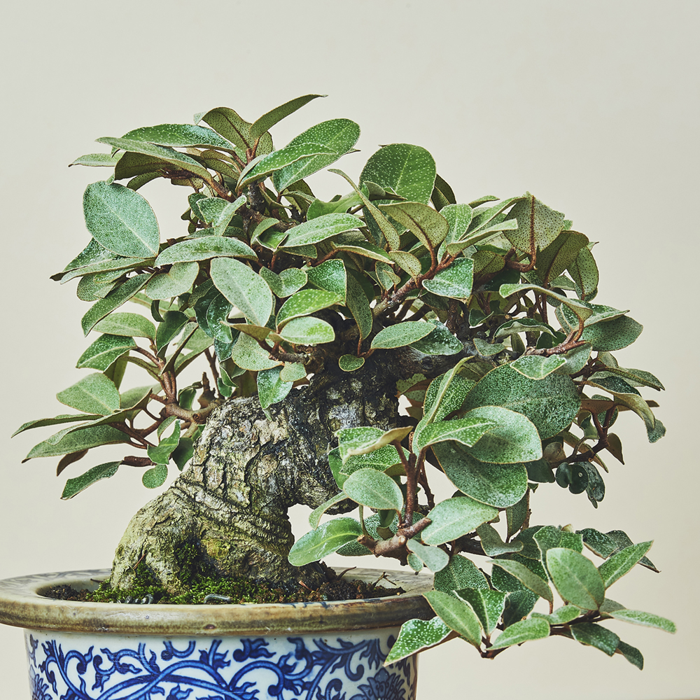 寒グミ/盆栽、多肉植物、塊根植物、観葉植物通販/KIDORI -キドリ-