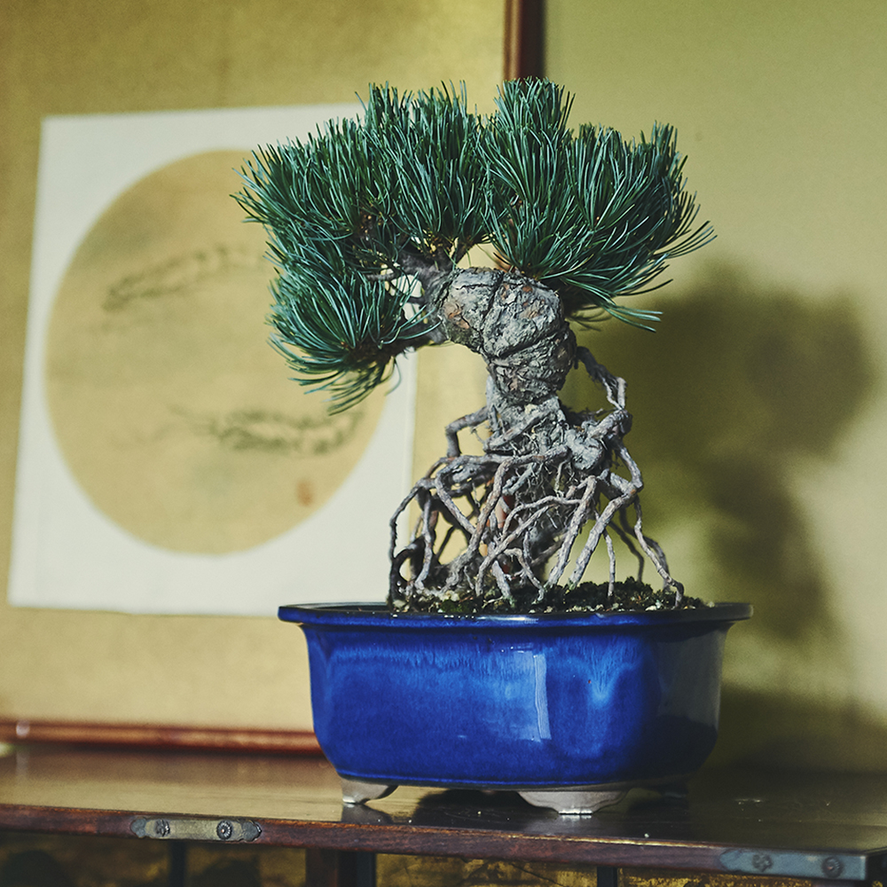 八房五葉松・ヤツブサゴヨウマツ/盆栽、多肉植物、塊根植物、観葉植物