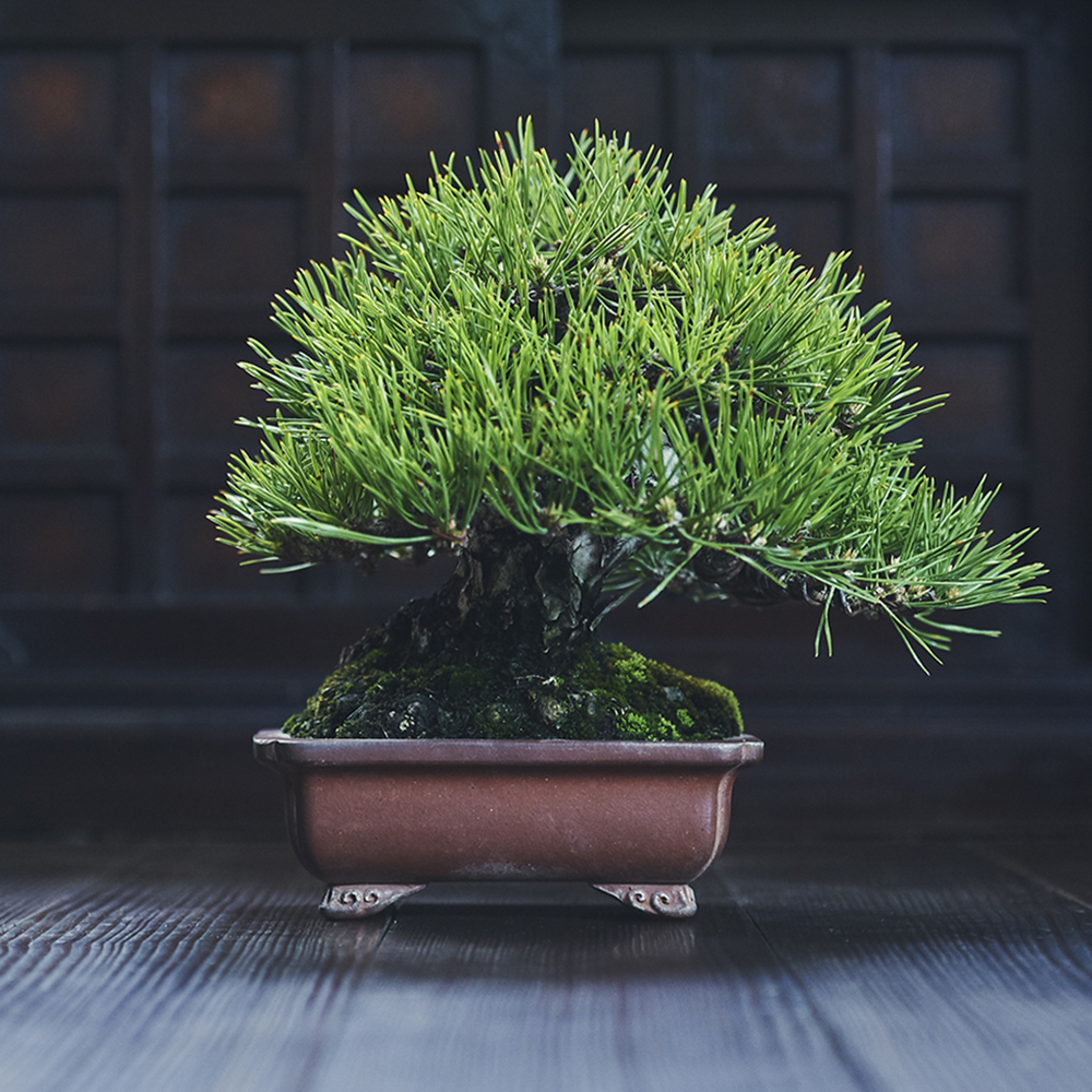 黒松・クロマツ/盆栽、多肉植物、塊根植物、観葉植物通販/KIDORI -キドリ-