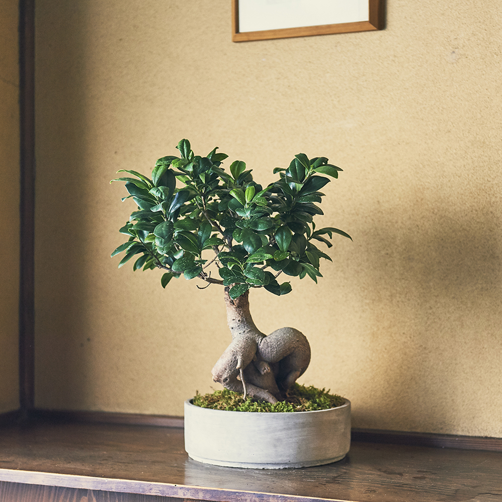 ガジュマルL/盆栽、多肉植物、塊根植物、観葉植物通販/KIDORI -キドリ-