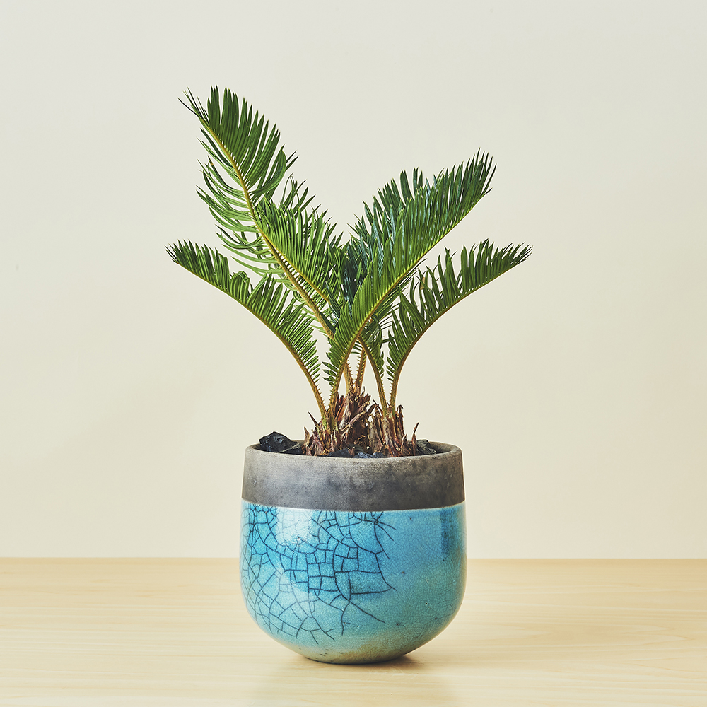 ソテツ4.5号サイズ/盆栽、多肉植物、塊根植物、観葉植物通販/KIDORI