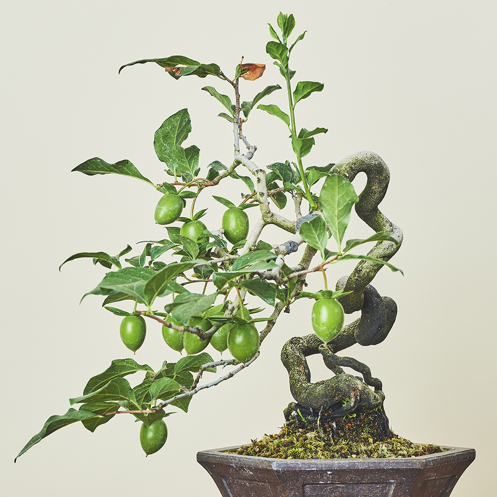 老翁柿・ロウヤガキ/盆栽、多肉植物、塊根植物、観葉植物通販/KIDORI