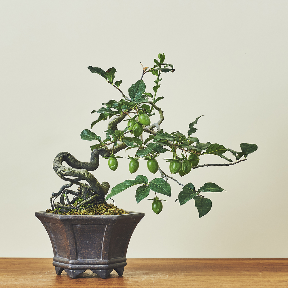 老翁柿・ロウヤガキ/盆栽、多肉植物、塊根植物、観葉植物通販/KIDORI