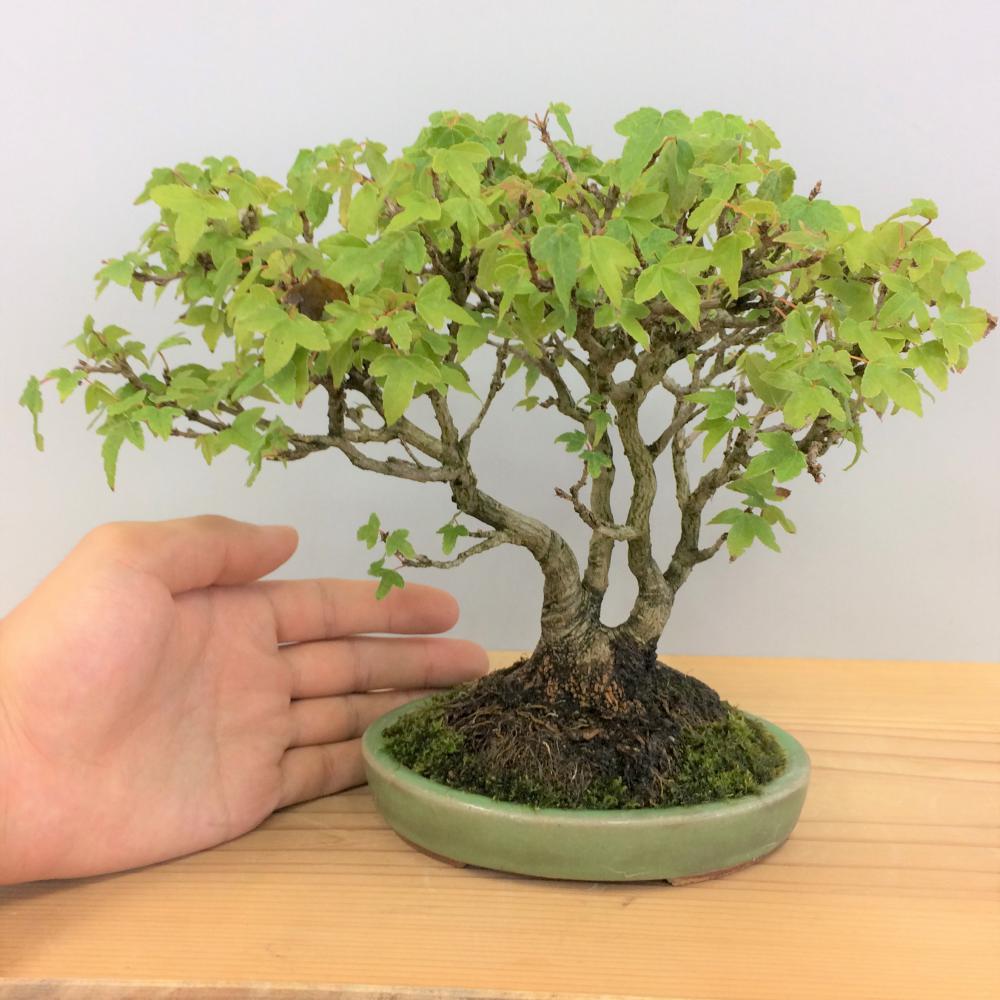 盆栽 楓/盆栽、多肉植物、塊根植物、観葉植物通販/KIDORI -キドリ-