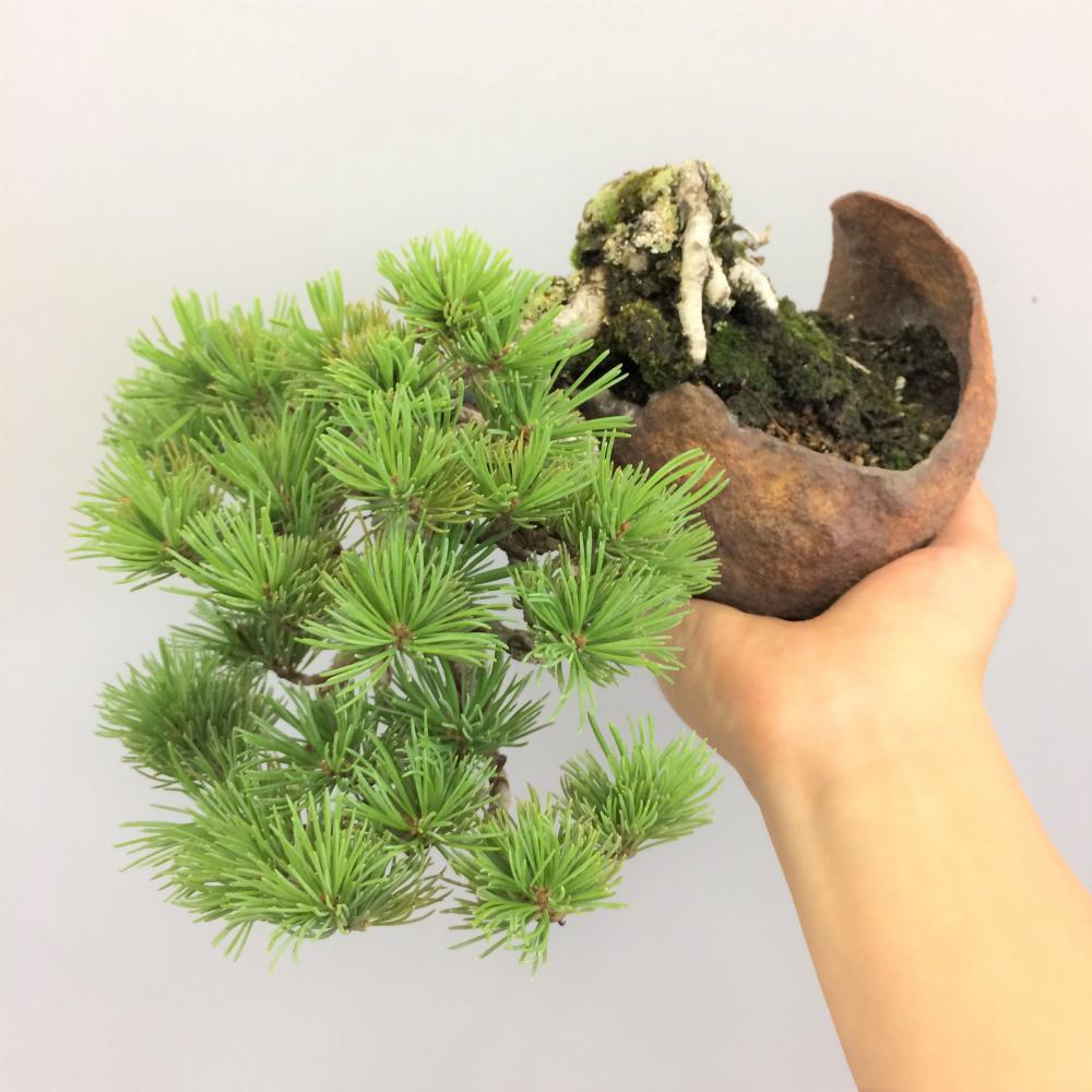 盆栽 五葉松/盆栽、多肉植物、塊根植物、観葉植物通販/KIDORI -キドリ-
