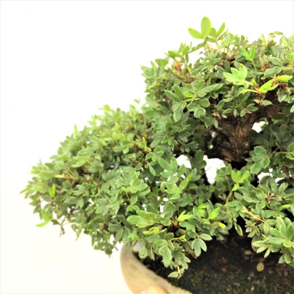 盆栽 金露梅 -キンロウバイ-/盆栽、多肉植物、塊根植物、観葉植物通販