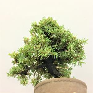 盆栽 八ツ房杜松/盆栽、多肉植物、塊根植物、観葉植物通販/KIDORI -キドリ-