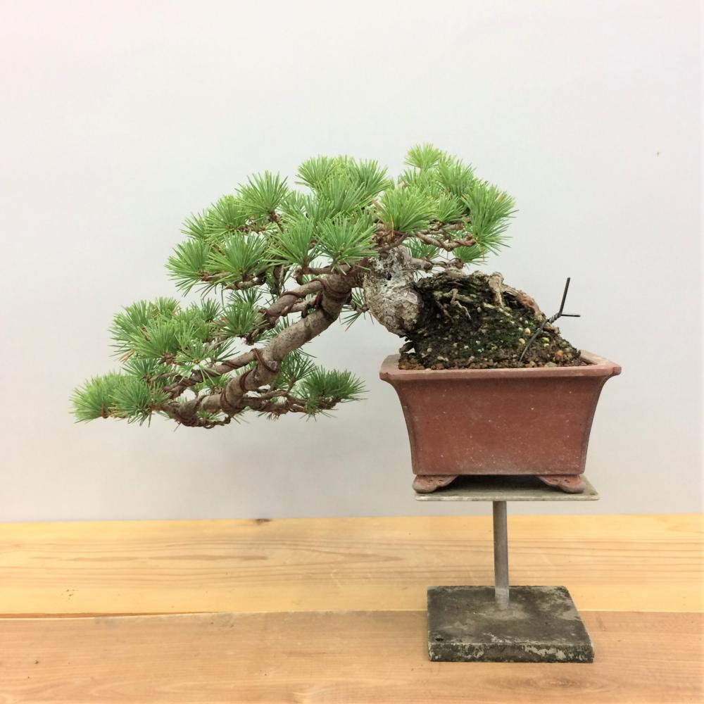 盆栽 五葉松 懸崖/盆栽、多肉植物、塊根植物、観葉植物通販/KIDORI