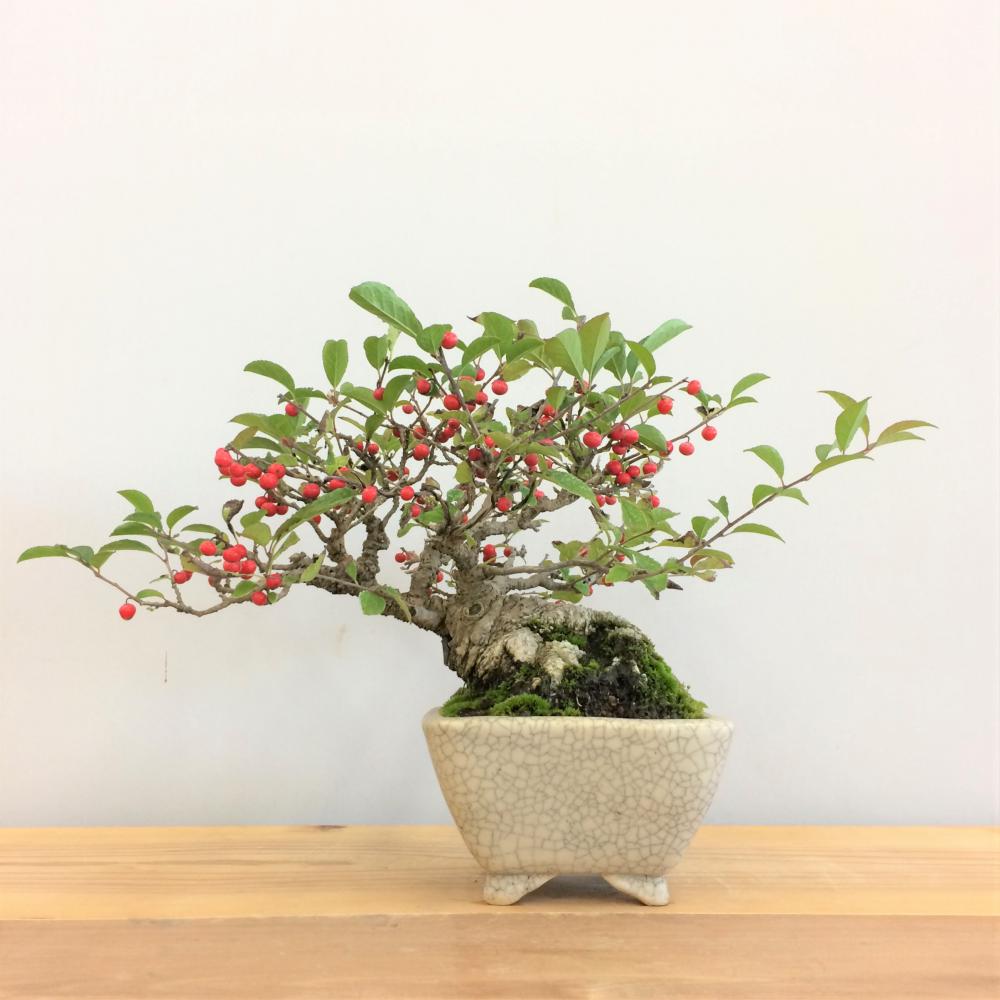 盆栽 梅もどき/盆栽、多肉植物、塊根植物、観葉植物通販/KIDORI -キドリ-