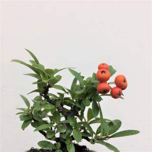盆栽 ピラカンサ no.2/盆栽、多肉植物、塊根植物、観葉植物通販/KIDORI