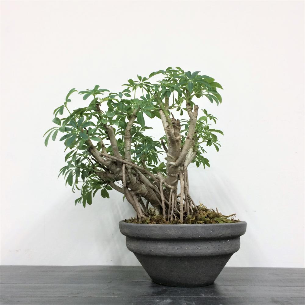 シェフレラ コンパクタ 厳選株 盆栽仕立て/盆栽、多肉植物、塊根植物