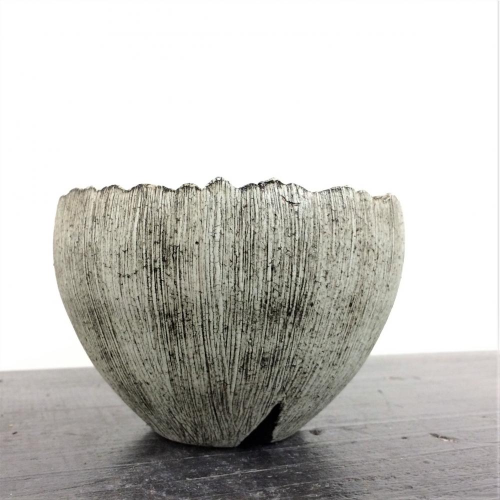 Konect Type06 SAGA 02/盆栽、多肉植物、塊根植物、観葉植物通販