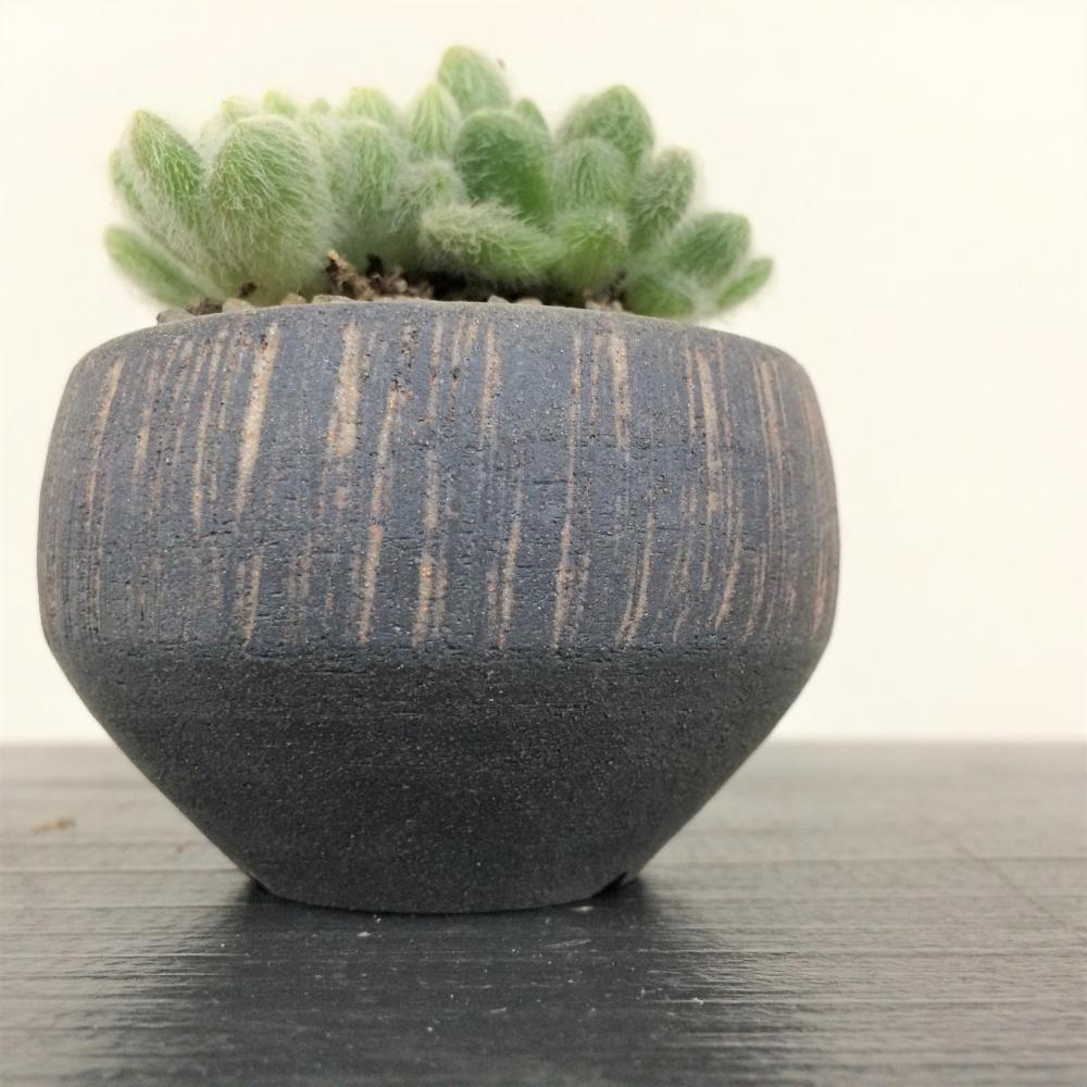 セダム カシミアヒントニー(モシニアナム)/盆栽、多肉植物、塊根植物