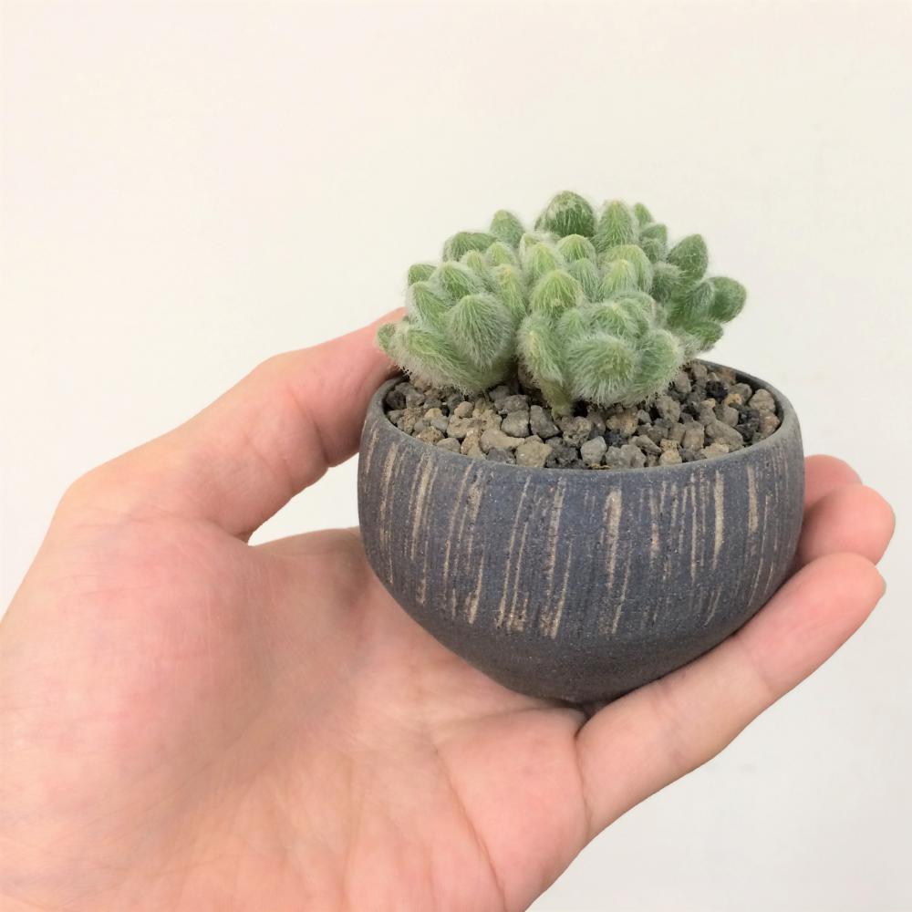 セダム カシミアヒントニー(モシニアナム)/盆栽、多肉植物、塊根植物