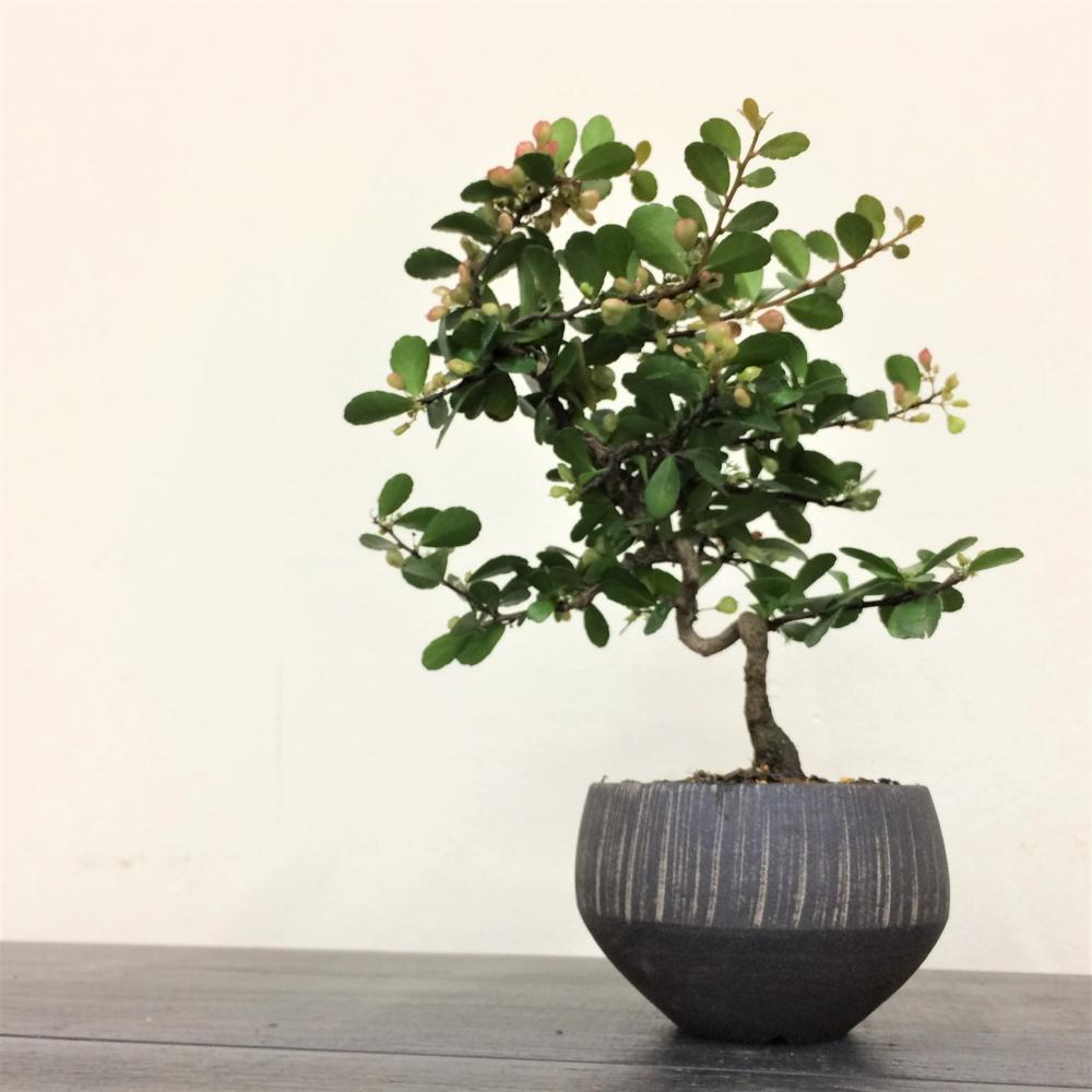 ミニ盆栽 ハリツルマサキ 村雨/盆栽、多肉植物、塊根植物、観葉植物