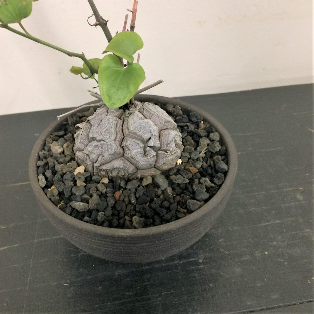 亀甲竜 -ディオスコレア-/盆栽、多肉植物、塊根植物、観葉植物通販