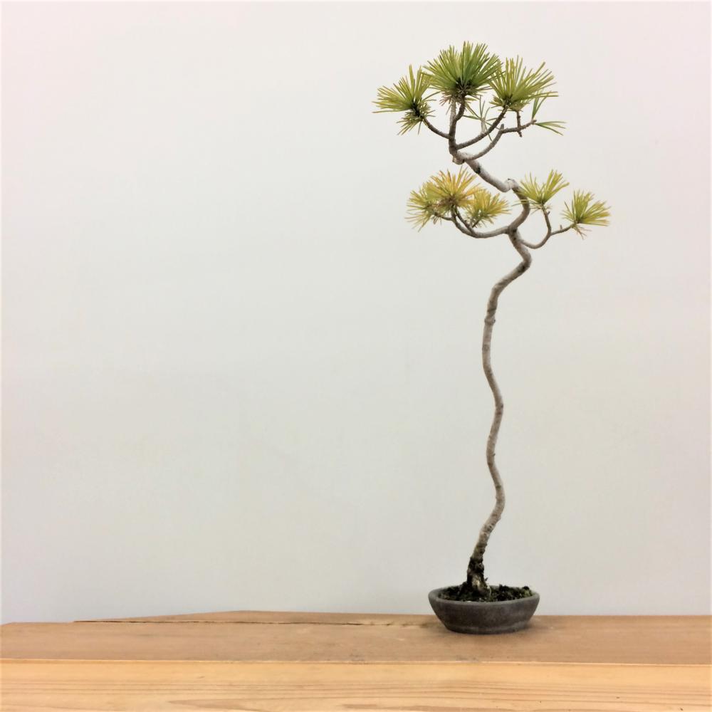 五葉松_文人木/盆栽、多肉植物、塊根植物、観葉植物通販/KIDORI -キドリ-