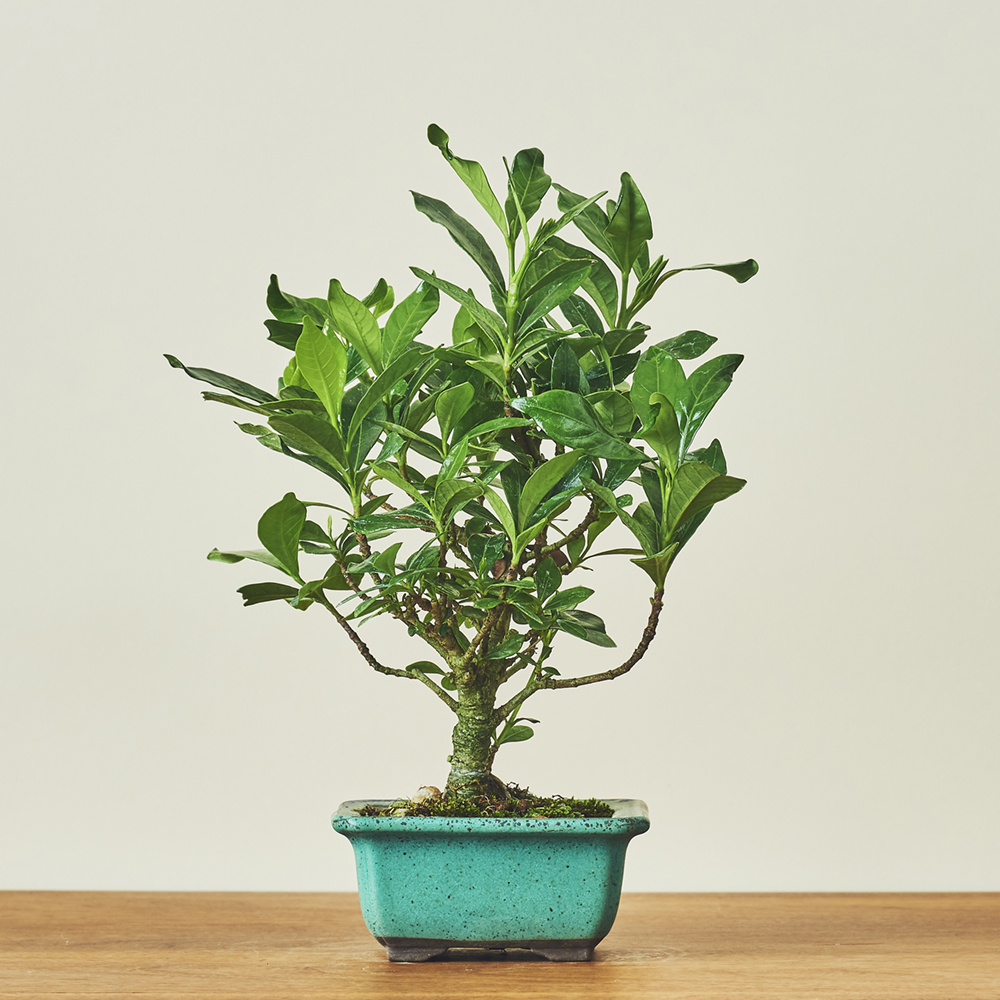 クチナシ / 盆栽、多肉植物、塊根植物、観葉植物通販/KIDORI -キドリ-