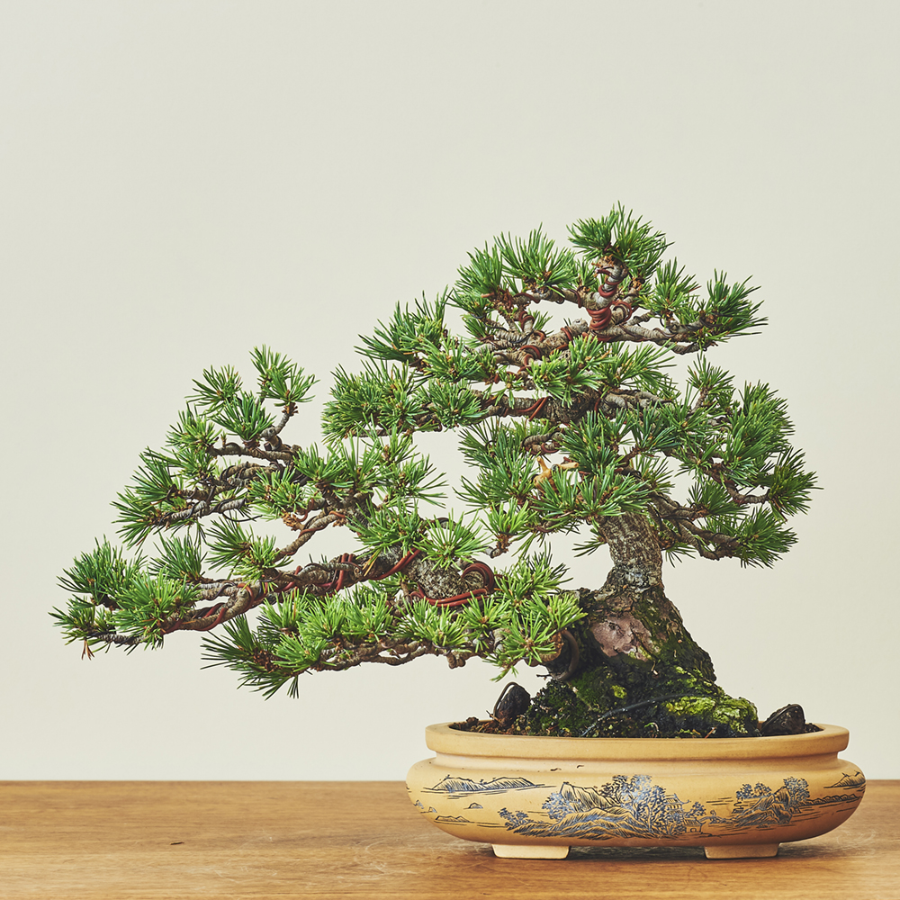 五葉松（ゴヨウマツ）瑞祥 / 盆栽、多肉植物、塊根植物、観葉植物通販