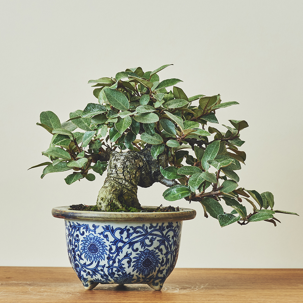 寒グミ / 盆栽、多肉植物、塊根植物、観葉植物通販/KIDORI -キドリ-