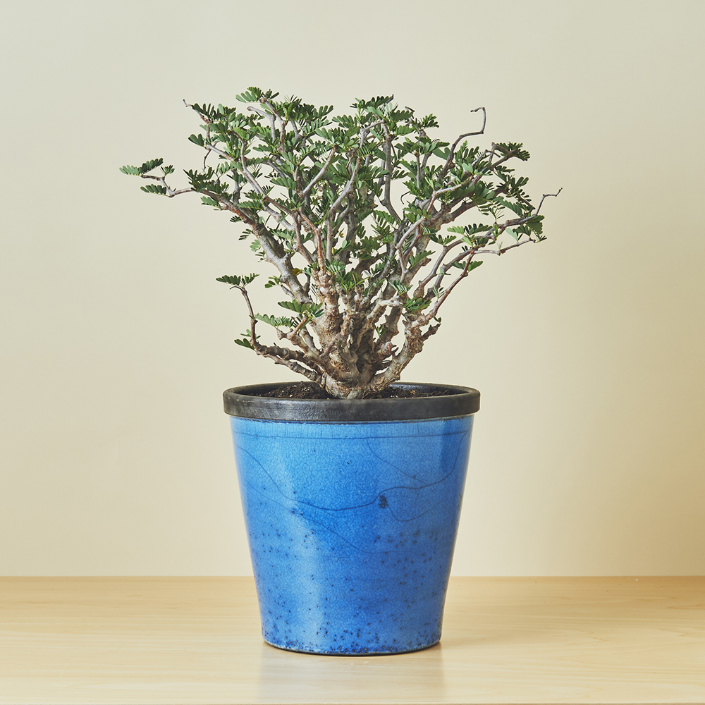 センナ・メリディオナリス / 盆栽、多肉植物、塊根植物、観葉植物通販