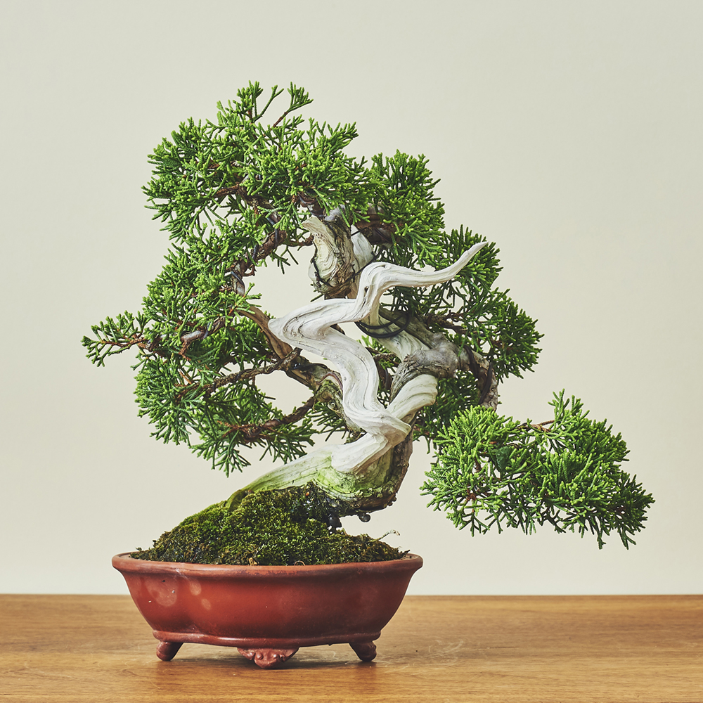 真柏（シンパク） / 盆栽、多肉植物、塊根植物、観葉植物通販/KIDORI