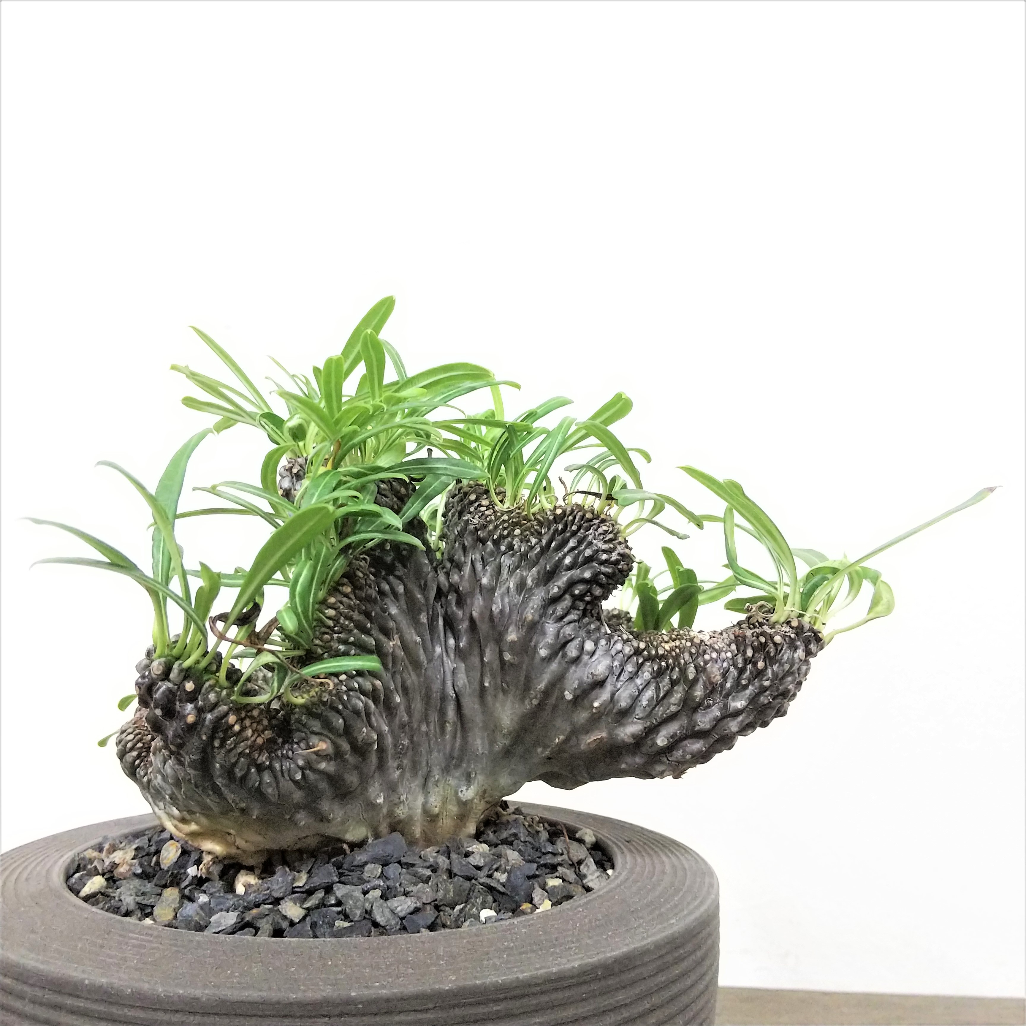 綴化を楽しむ / 盆栽、多肉植物、塊根植物、観葉植物通販/KIDORI -キドリ-