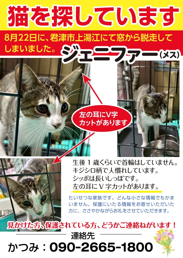 きみつ|猫レンジャー|のら猫|保護|里親|譲渡会|ボランティア